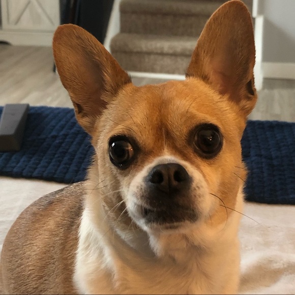 Meet your Posher, Gwen-James - Picture 3 of 5